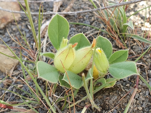 Tripodion tetraphyllum, photograph 6