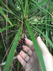Cordyline murchisoniae