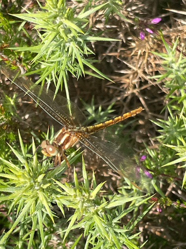 Keeled Skimmer