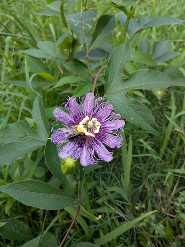purple passionflower