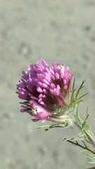 Castilleja exserta exserta