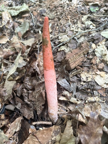 devil's dipstick