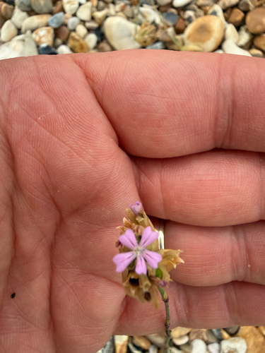 Petrorhagia nanteuilii, photograph 1