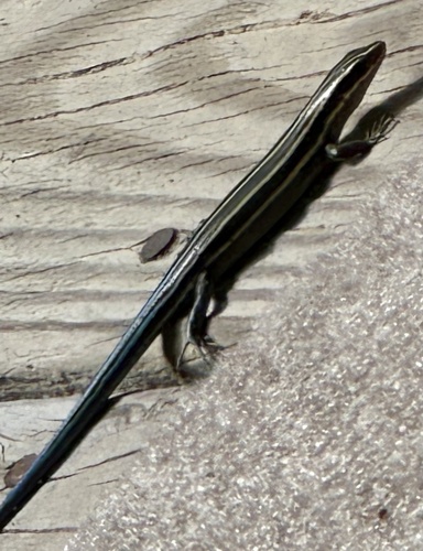 Common Five-lined Skink