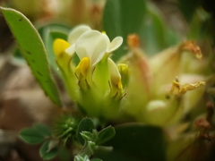 Tripodion tetraphyllum, photograph (c) Mehdi Chetibi, some rights reserved (CC BY)