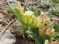 Tripodion tetraphyllum, photograph (c) Mehdi Chetibi, some rights reserved (CC BY)