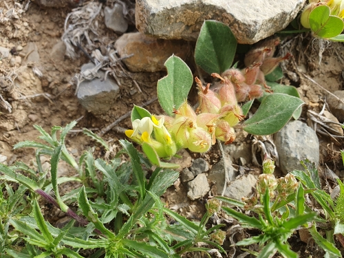 Tripodion tetraphyllum, photograph 5