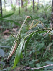 Tenodera