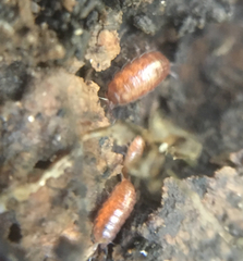 Trichoniscus pusillus