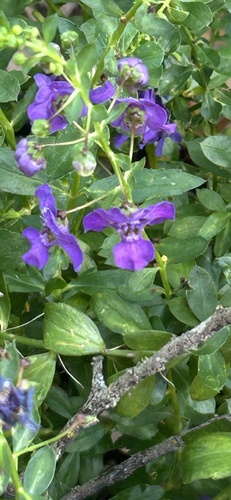 Angelonia gardneri observed 2026-06-27