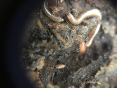 Trichoniscus pusillus