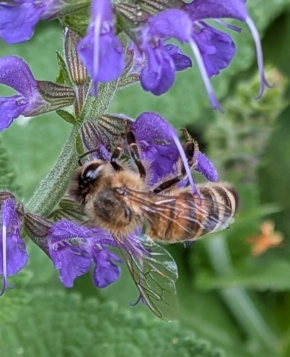 Western Honey Bee