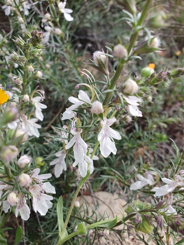Teucrium pseudochamaepitys, photograph 2