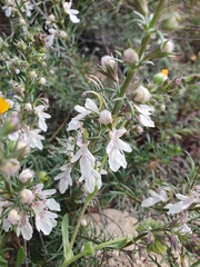 Teucrium pseudochamaepitys, photograph (c) Mehdi Chetibi, some rights reserved (CC BY)