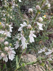 Teucrium pseudochamaepitys, photograph (c) Mehdi Chetibi, some rights reserved (CC BY)
