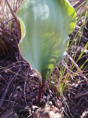 Eriospermum lanceifolium