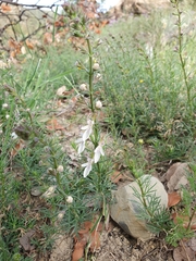 Teucrium pseudochamaepitys