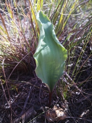 Eriospermum lanceifolium