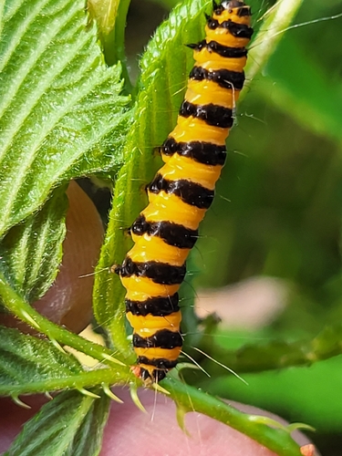 Cinnabar moth