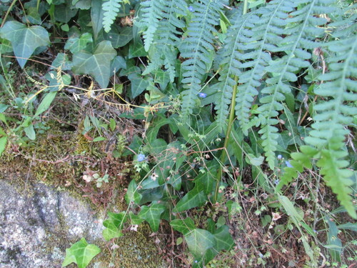 Omphalodes nitida, photograph 3