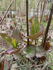 Reynoutria japonica