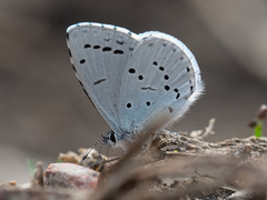 Celastrina argiolus