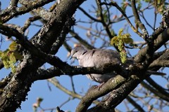 Streptopelia decaocto