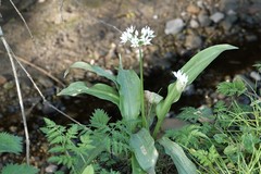 Allium ursinum