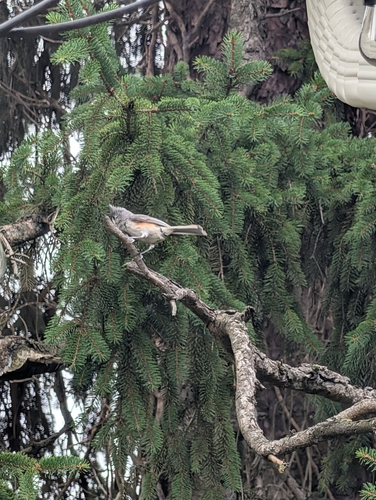 Tufted Titmouse