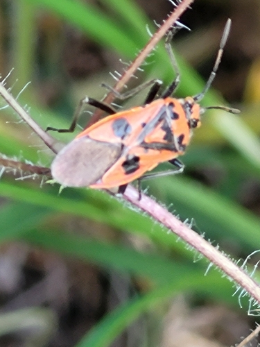 Spotted Firebug