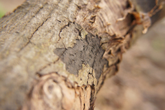 Cryptostroma corticale