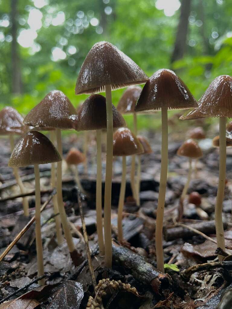conical brittlestem · June 2026 · photo: Photo: (c) ksaro1, some rights reserved (CC BY) · iNaturalist