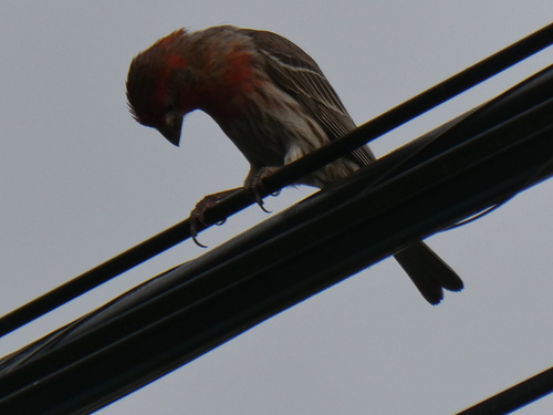 House Finch