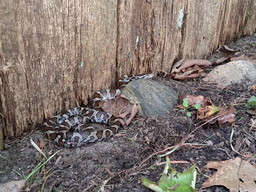 Eastern Milksnake