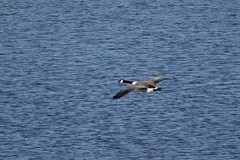 Branta canadensis