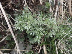 Artemisia vulgaris kamtschatica