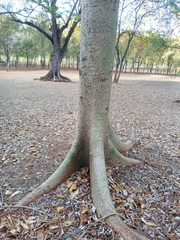 Ceiba pentandra