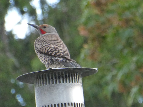 Northern Flicker