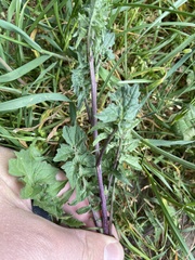 Sisymbrium officinale