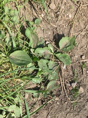 Plantago
