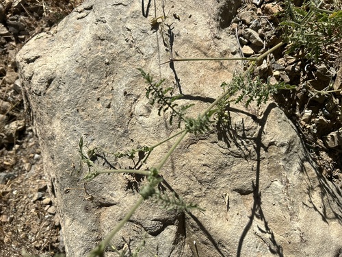 Solanum chilense, photograph 3
