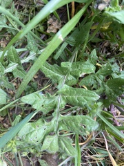 Sisymbrium officinale