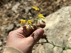 Solanum chilense, photograph (c) Staci Oré, some rights reserved (CC BY)