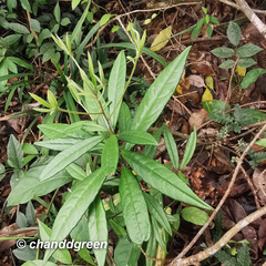 Ardisia lindleyana
