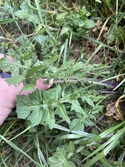 Sisymbrium officinale