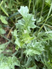Sisymbrium officinale