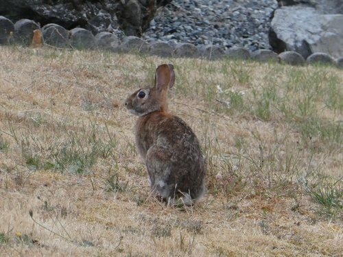 Eastern Cottontail