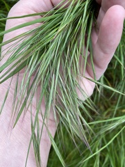 Bromus sterilis