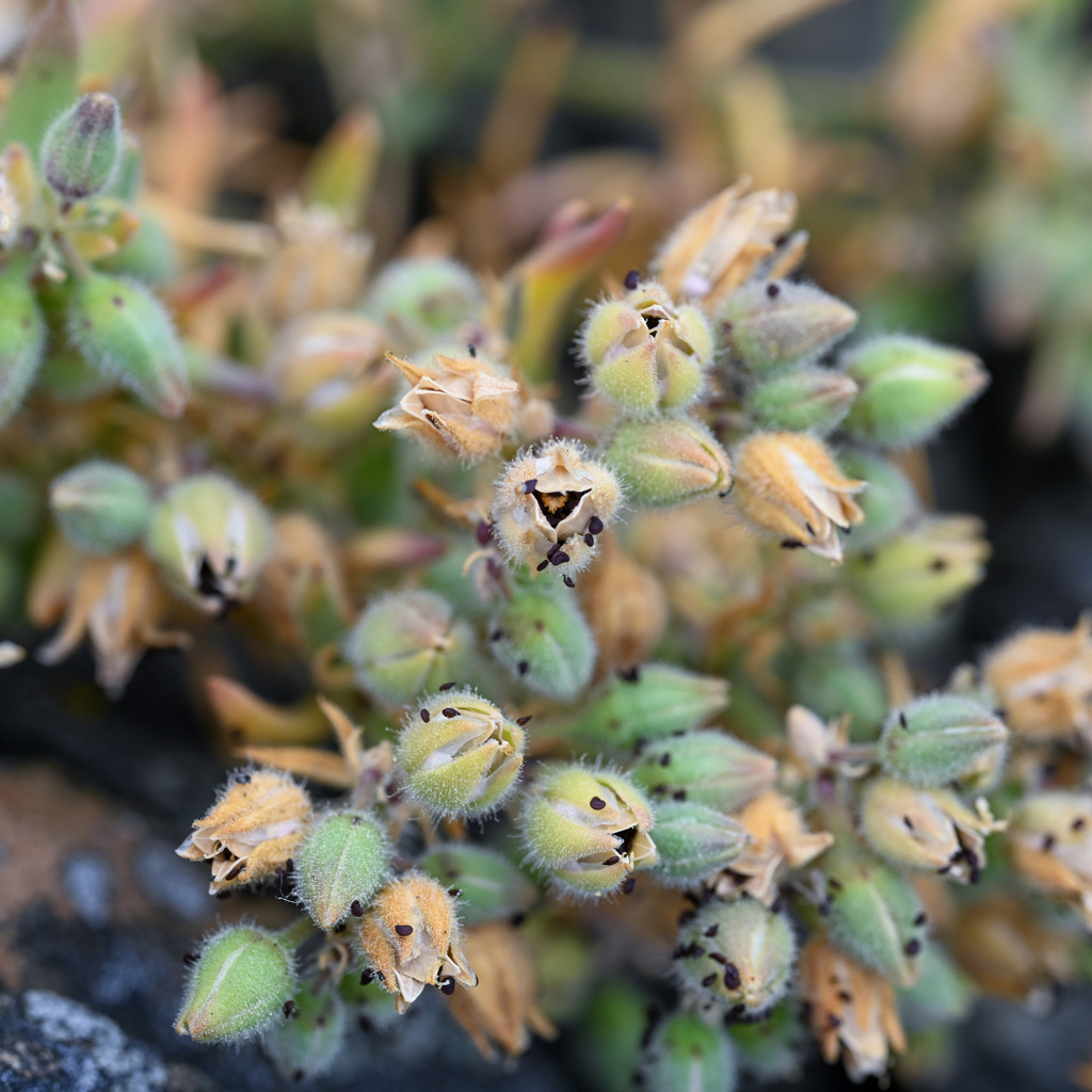 Spergularia macrotheca; photograph (c) Gabriel Campbell-Martinez, some rights reserved (CC BY)