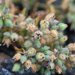 Spergularia macrotheca